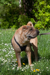 sharpei dog