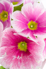 Obraz na płótnie Canvas Closeup of pink primrose flowers