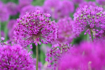 purple Onion Flowers