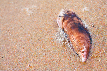 sea shells with sand as background