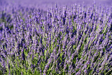 rich lavender