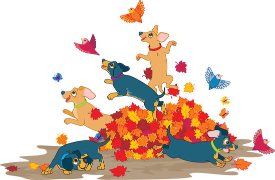 Playful Sausage Dogs Playing In A Pile Of Colourful Fall Leaves