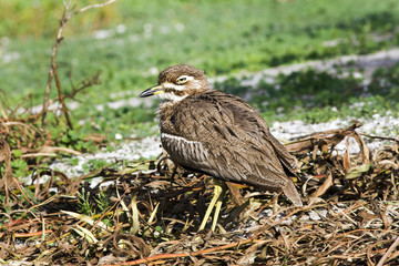 Common or spotted thick-knee, Burhinus capensis near Cape Town