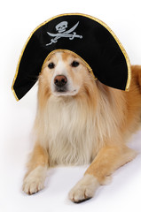Dog dressed as a pirate