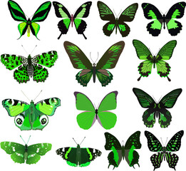 fourteen green butterflies isolated on white