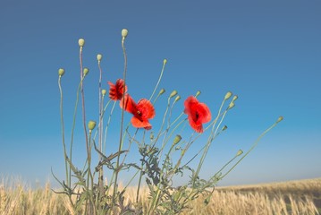 Naklejka premium vibrant red poppy