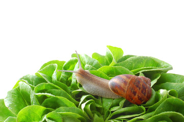 Garden snail on lettuce leafs macro isolated
