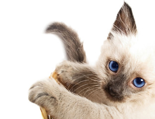 Obraz premium kitten straw basket