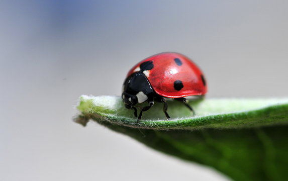 Ladybird On Green Leaf