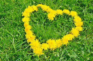 Herz aus gelben Löwenzahn Blumen auf grüner Wiese