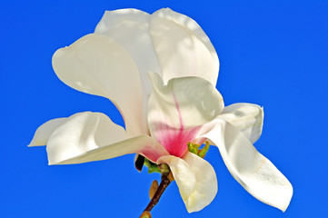Fototapeta na wymiar Magnolia biały