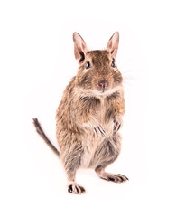 Young degu isolated