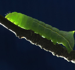 caterpillar on the branch