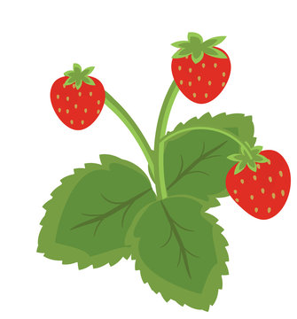 Strawberry fruits with leaves
