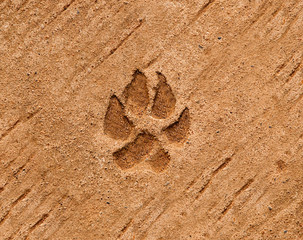 The Dog's footprinted on cement floor background