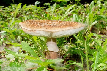 amanita rubescens 