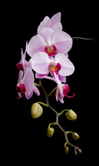 Phalaenopsis orchids blooming on a black background
