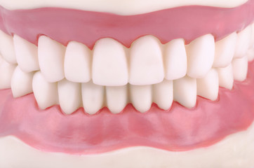 Dental demonstration model of teeth