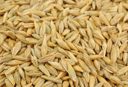 close up of pile of freshly harvested barley seeds