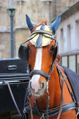 Obraz premium a horse