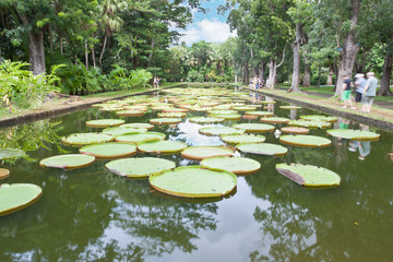 Bassin aux nénuphars géants, île Maurice