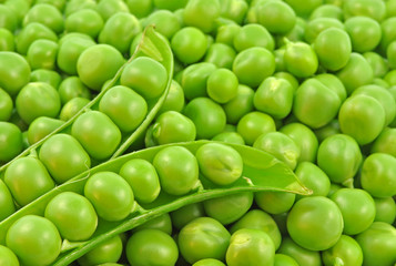 close up of split pod of sweet pea over pile of loose seeds