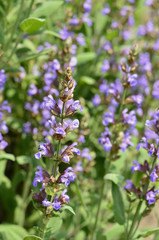 Clary Sage (Salvia sclarea) for background use