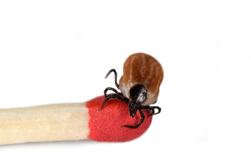 Zecke auf Streichholz