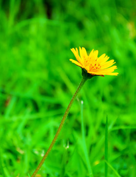 A Yellow Daisy flower with a grassland background.