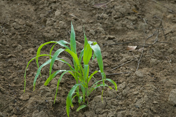 Young corn plants in the field .