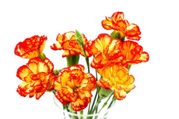 Three Red Carnations