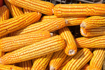 Fototapeta na wymiar The Dried corn