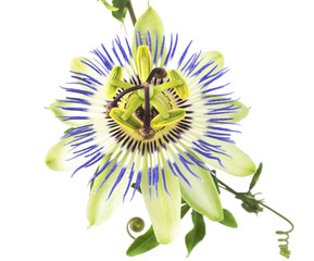 flower on the white