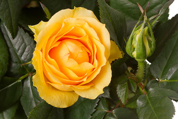 Bright yellow rose