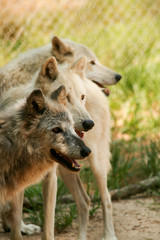 Grey wolf pack