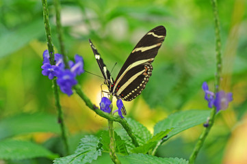 Heliconius charithonia