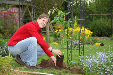 Junge Frau pflanzt eine Clematis