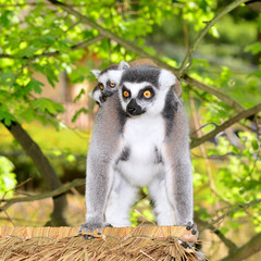 lemur catta giving young one piggyback