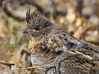 Ruffed Grouse Male