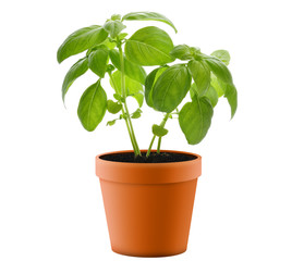 Basil Plant In A  Pot