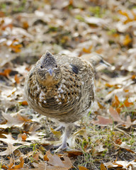 Ruffed Grouse Sneaking