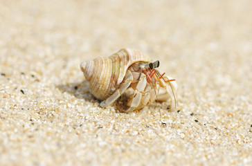 Hermit Crab on a beach