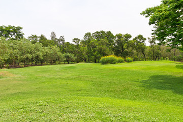 Fototapeta na wymiar green grass meadow in the park