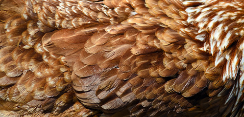 feathers