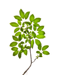 leaf isolated on white background