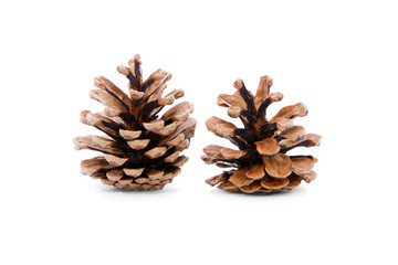 Pine cones on white background.