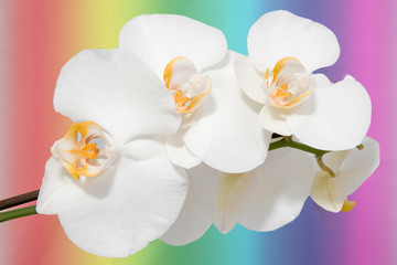Orchid Phalaenopsis. Flowers white on colorful background