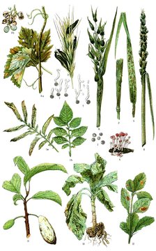 Diseases of plants