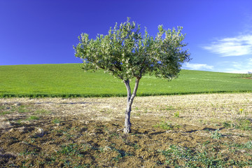 Albero di ulivo
