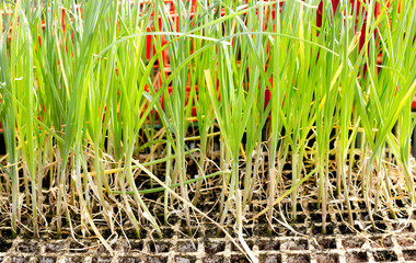 Garlic onion sprouts plants prepared for planting
